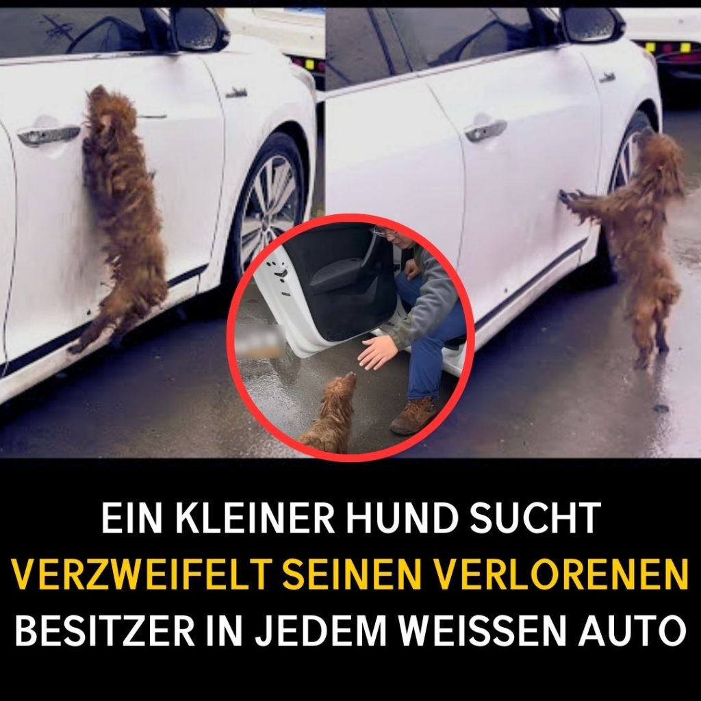 Ein kleiner Hund sucht verzweifelt seinen verlorenen Besitzer in jedem weißen Auto