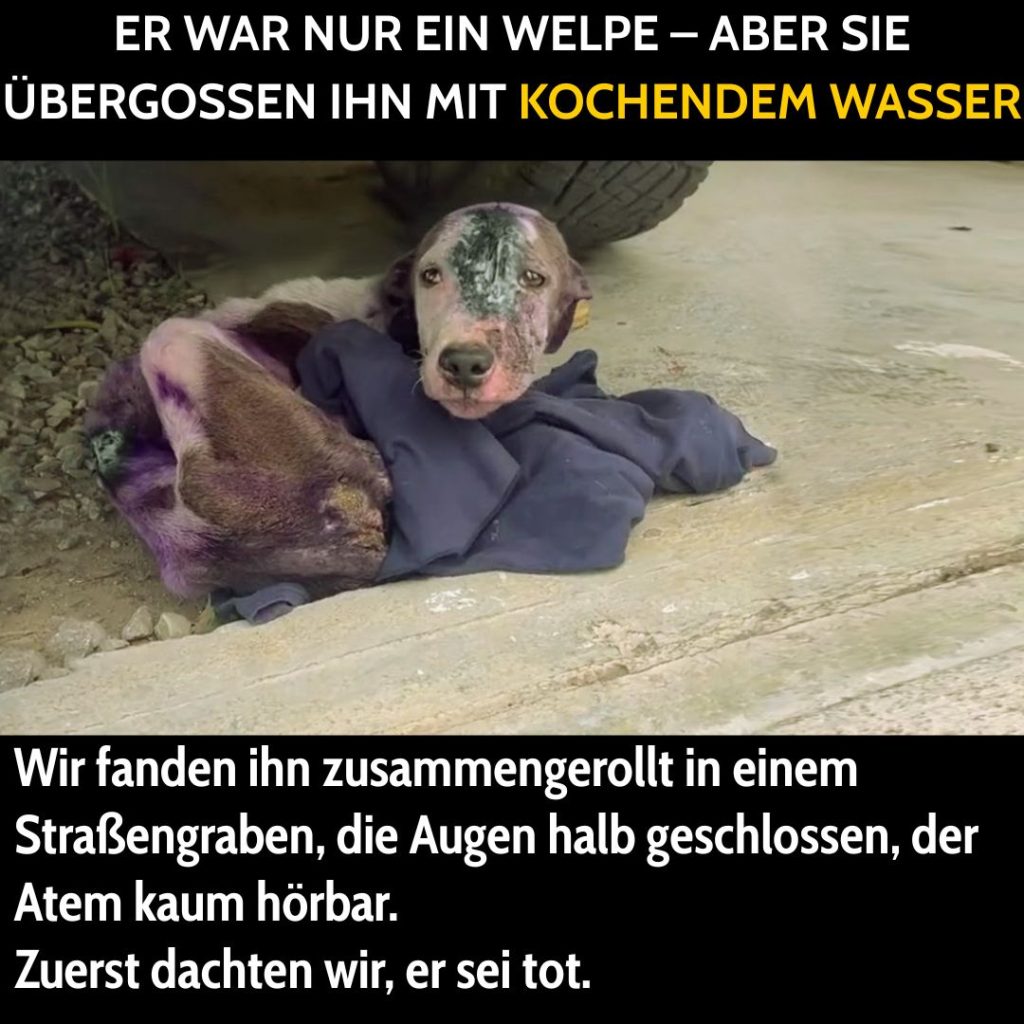 Er war nur ein Welpe – aber sie übergossen ihn mit kochendem Wasser