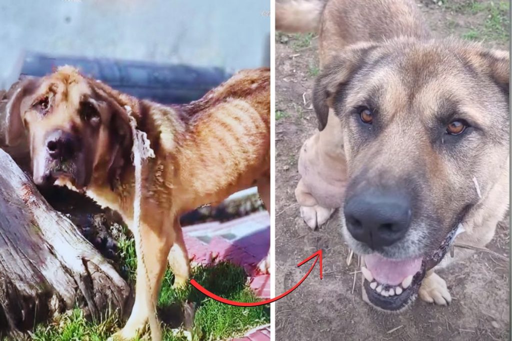 Vergessen im Garten: Die wahre Geschichte eines Hundes, der nie aufgab