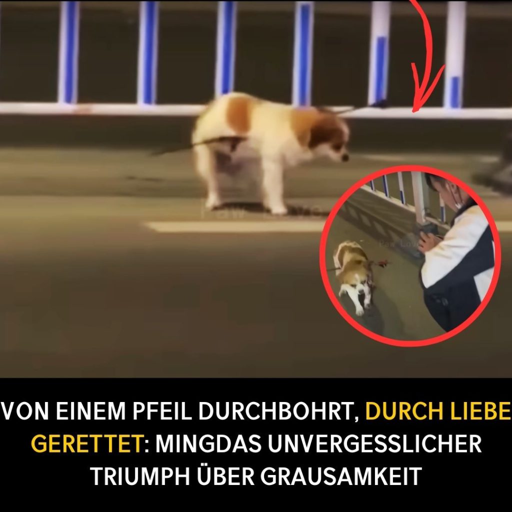 Von einem Pfeil durchbohrt, durch Liebe gerettet: Mingdas unvergesslicher Triumph über Grausamkeit