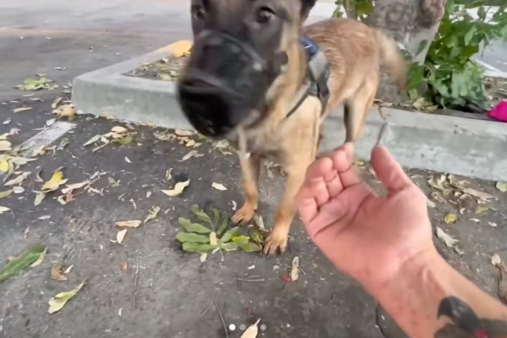 Verlassener Hund mit all seinen Habseligkeiten löst eine Welle aus Tränen und Hoffnung aus