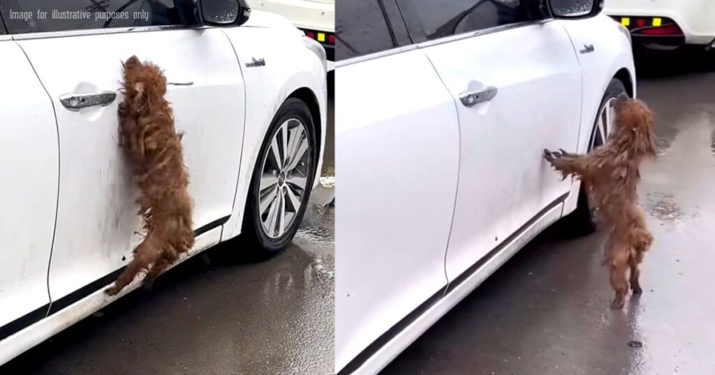 Ein kleiner Hund sucht verzweifelt seinen verlorenen Besitzer in jedem weißen Auto