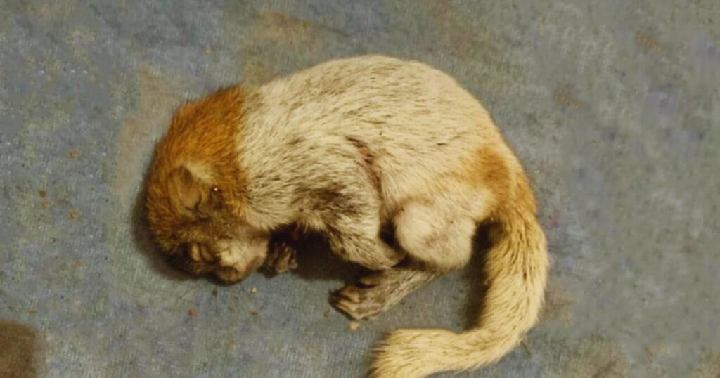 Ein kleines Eichhörnchen klammerte sich an den letzten Duft seiner Mutter – nun ist es mein treuer Freund