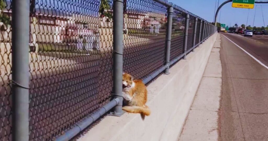 Ein mutiger Mann riskierte sein Leben, um eine weinende Katze zu retten, die vor Angst auf der Autobahn zitterte!