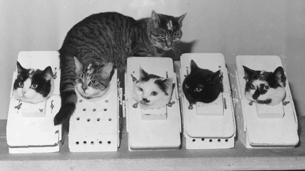 Félicette – Die erste und vergessene Katze im All