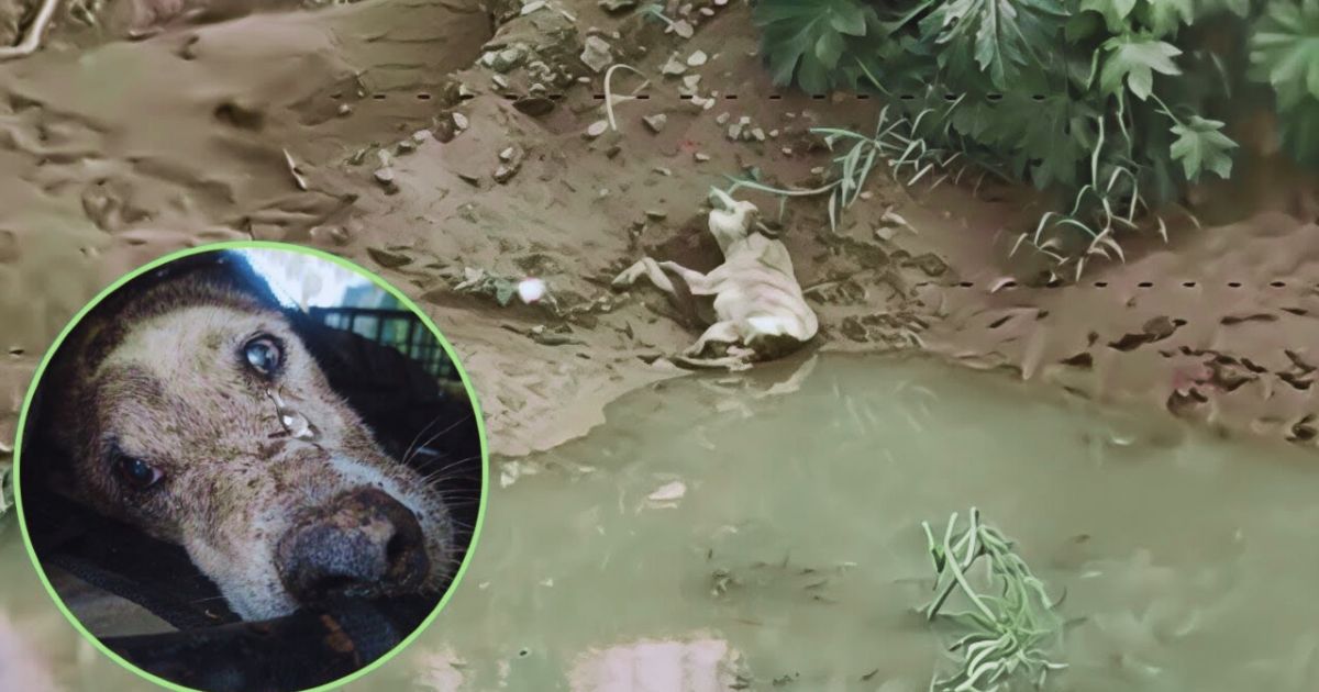 Am Fluss ausgesetzt, weinte der 16-jährige, gebrechliche Hund laut – er wollte nicht so enden.
