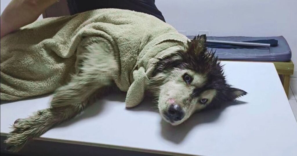 Einst hilflos, nun voller Freude – Russells unbeugsamer Wille!