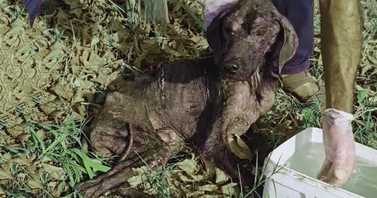 Heimatloser Hund war hungrig, erschöpft, lag reglos – ein Schluck kühles Wasser veränderte sein Leben!