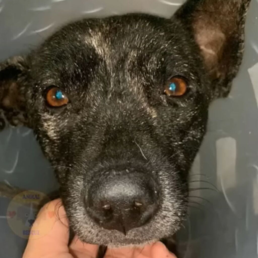 Mitten in der Nacht ausgesetzt, verängstigte Welpen verbergen ihre Gesichter, weinen und flehen stumm: „Bitte, fass mich nicht an…“