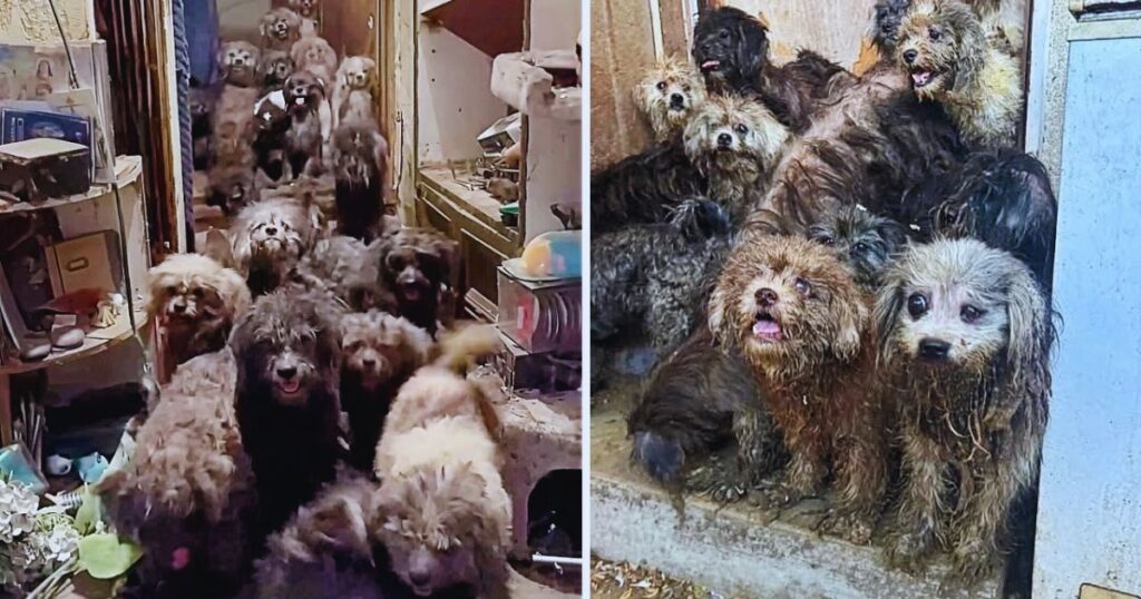 32 Hunde eingesperrt, nur um Welpen zu gebären – sie flehten täglich um Wasser und Freiheit