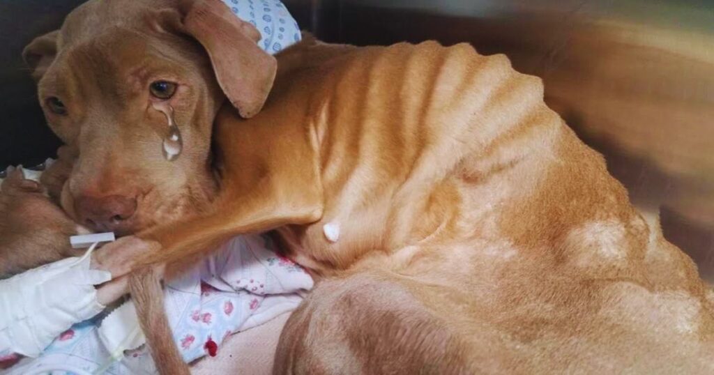 Ausgehungert, verlassen, kaum am Leben – ihre Augen flehten um Hilfe, doch Liebe schenkte ihr neues Leben 💔