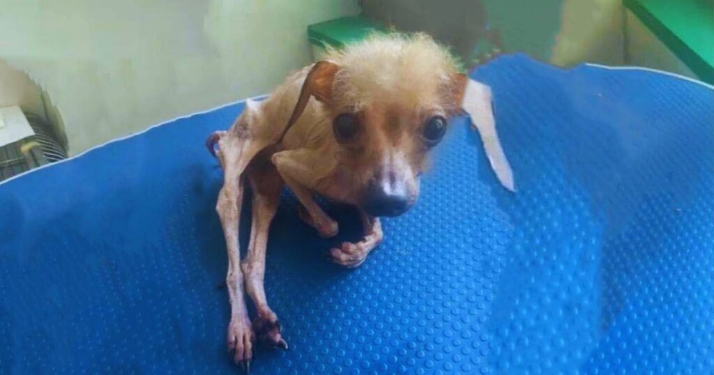 Der abgemagerte Welpe verneigte sich unter Tränen, als sein Name gerufen wurde und spürte zum ersten Mal in seinem Leben Liebe