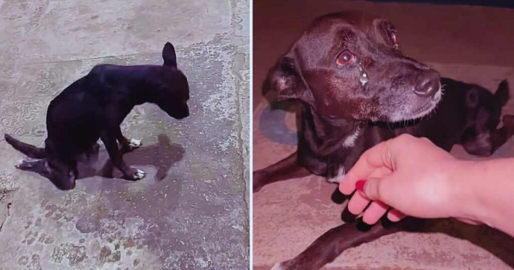 Sie flehte tränenvoll um Hilfe – ich dachte, sie braucht nur Futter. Was wir fanden, war ein Wunder.