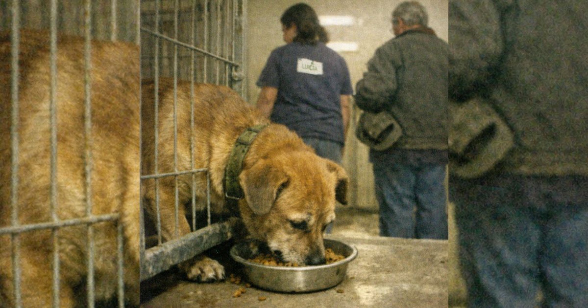 El perro del refugio que solo comía a escondidas: la nota caída del sobre reveló una verdad brutal