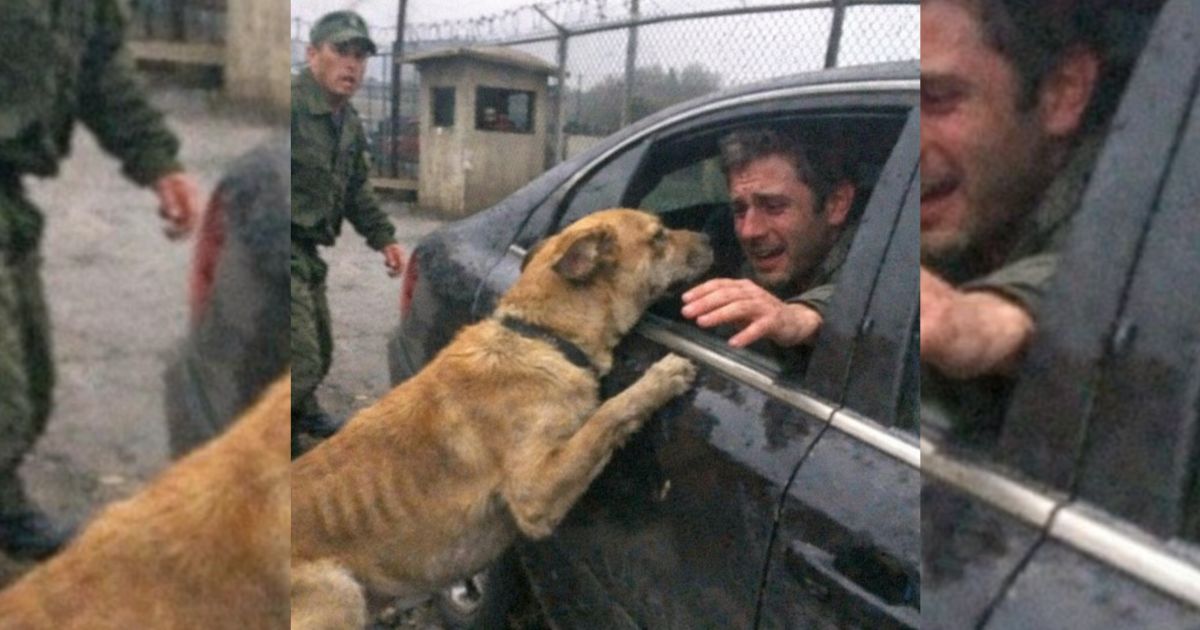 El perro esperó meses frente al cuartel… y cuando un sedán negro frenó, todos quedaron helados